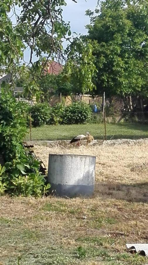 Kupai Apartman Apartment Tiszaujvaros Bagian luar foto